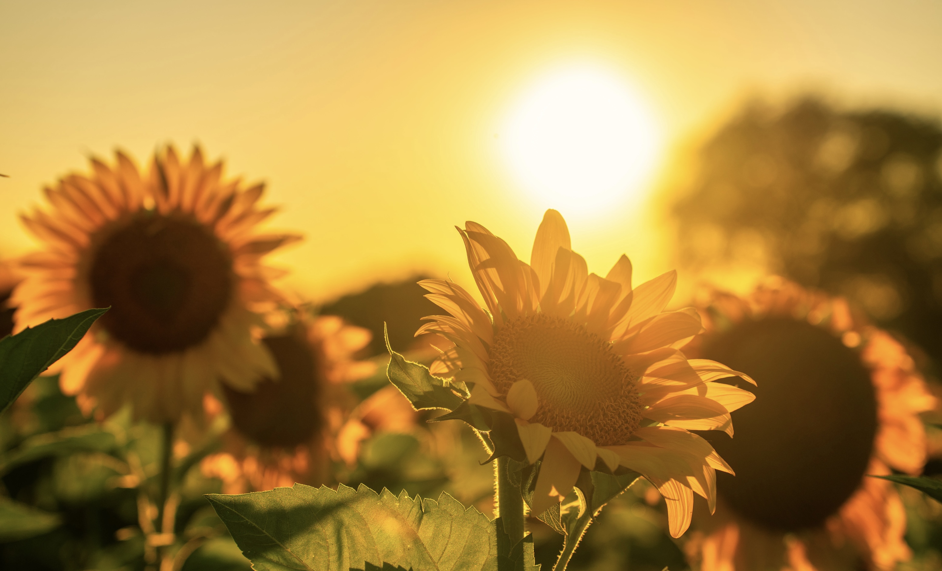 Programa de Acolhimento - Luto Transforma(dor)